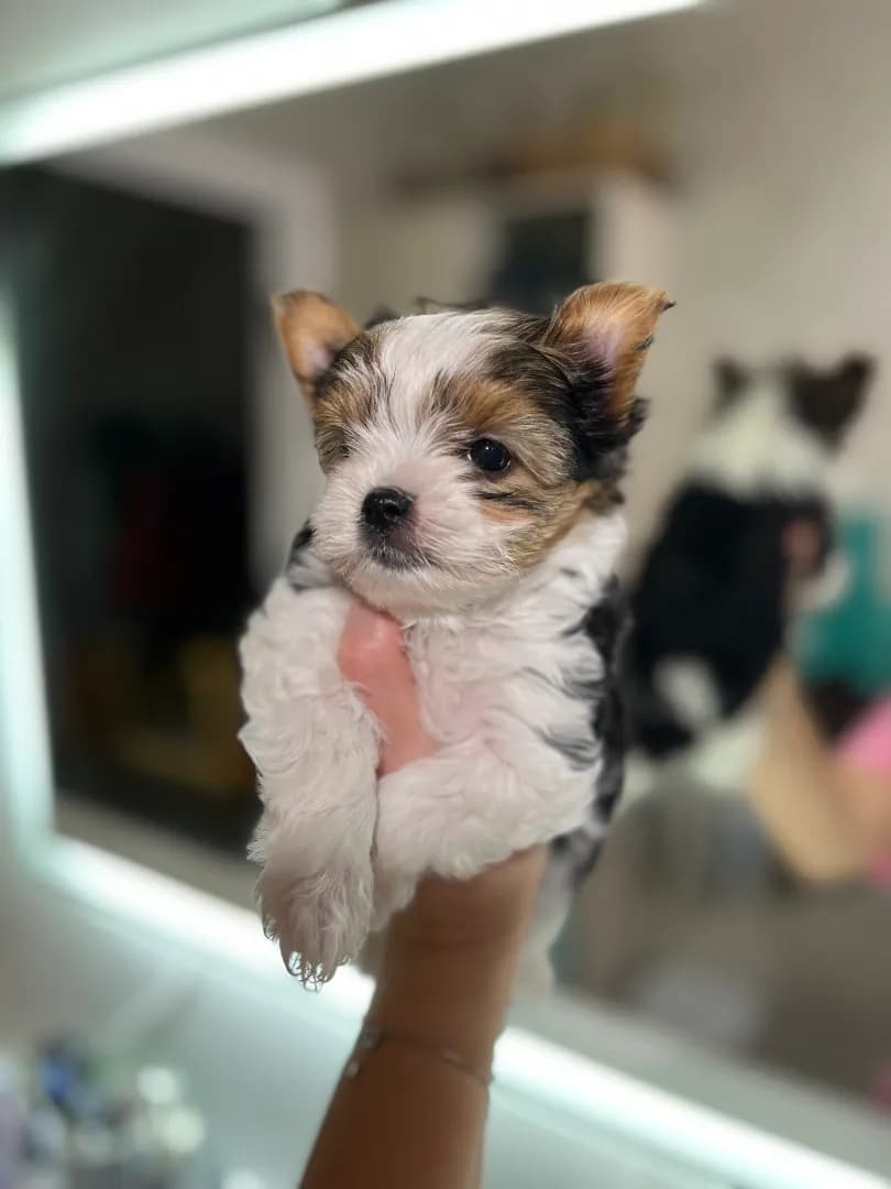 carousel-image-mobile-0