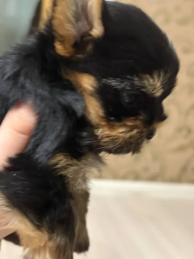 carousel-image-mobile-2