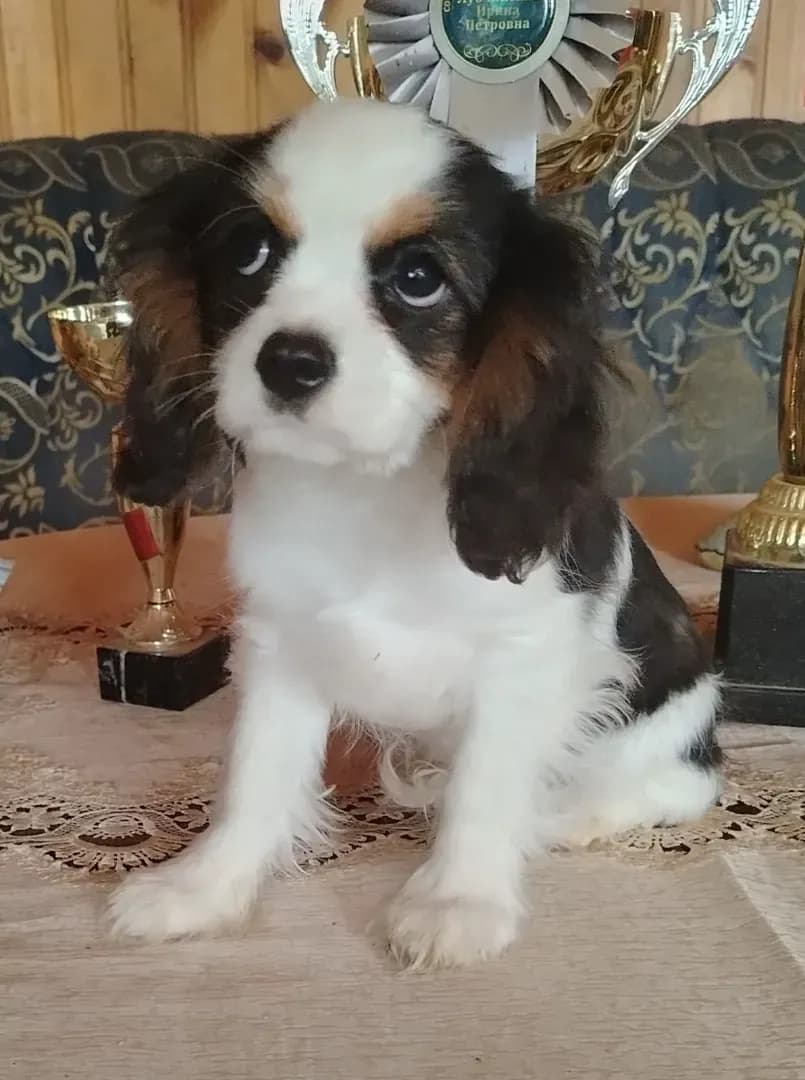 carousel-image-mobile-0