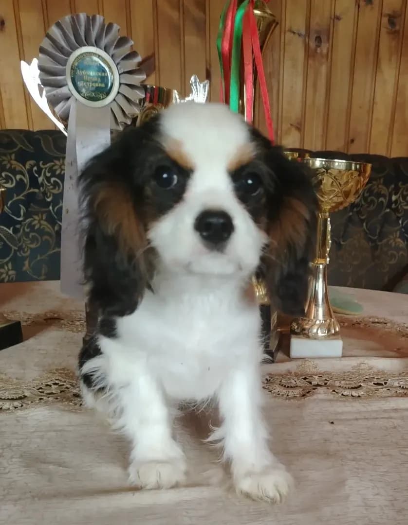 carousel-image-mobile-0