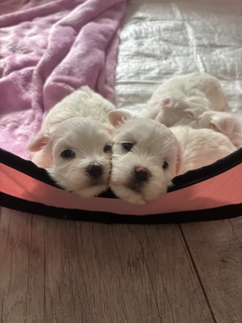 carousel-image-mobile-0