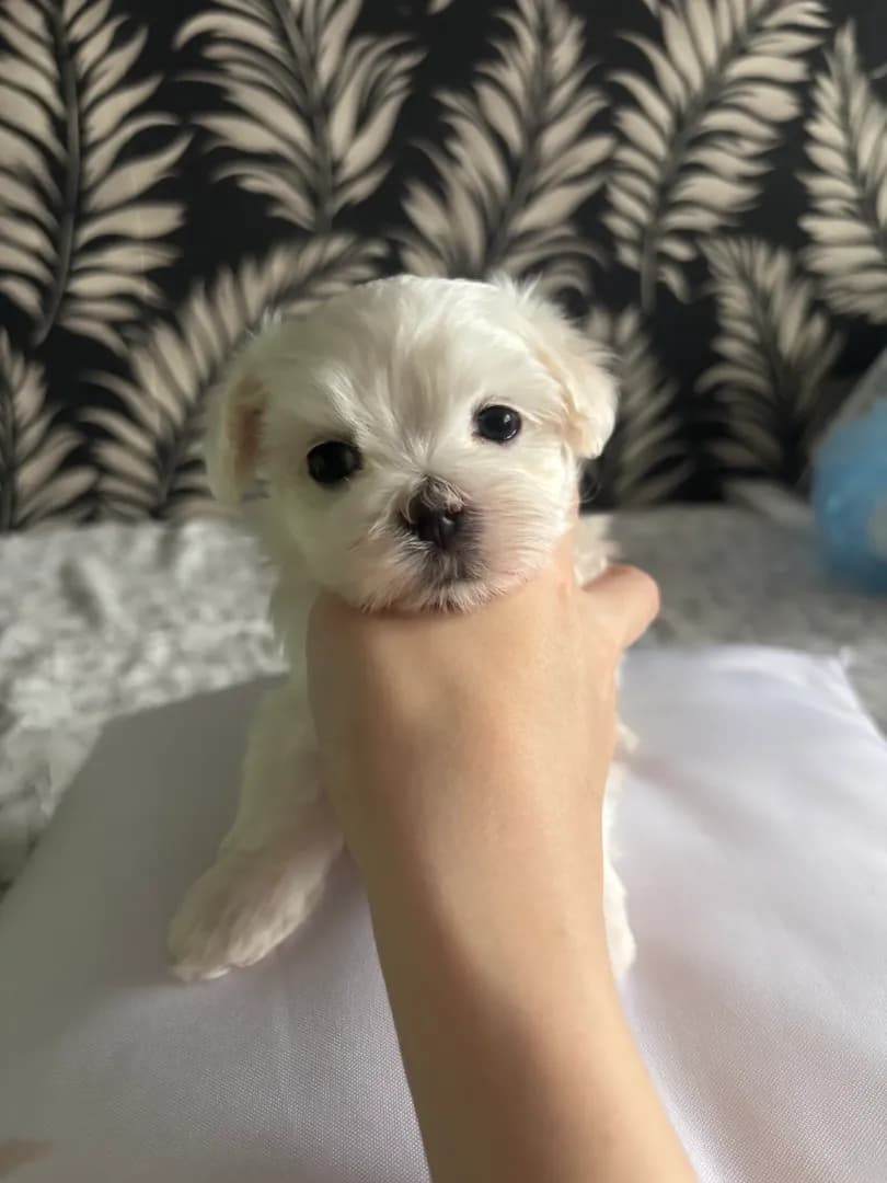 carousel-image-mobile-1