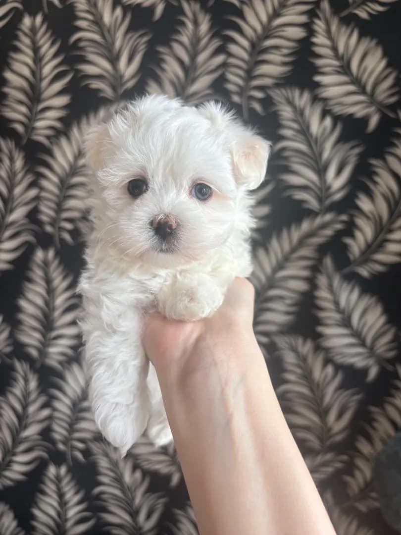 carousel-image-mobile-2