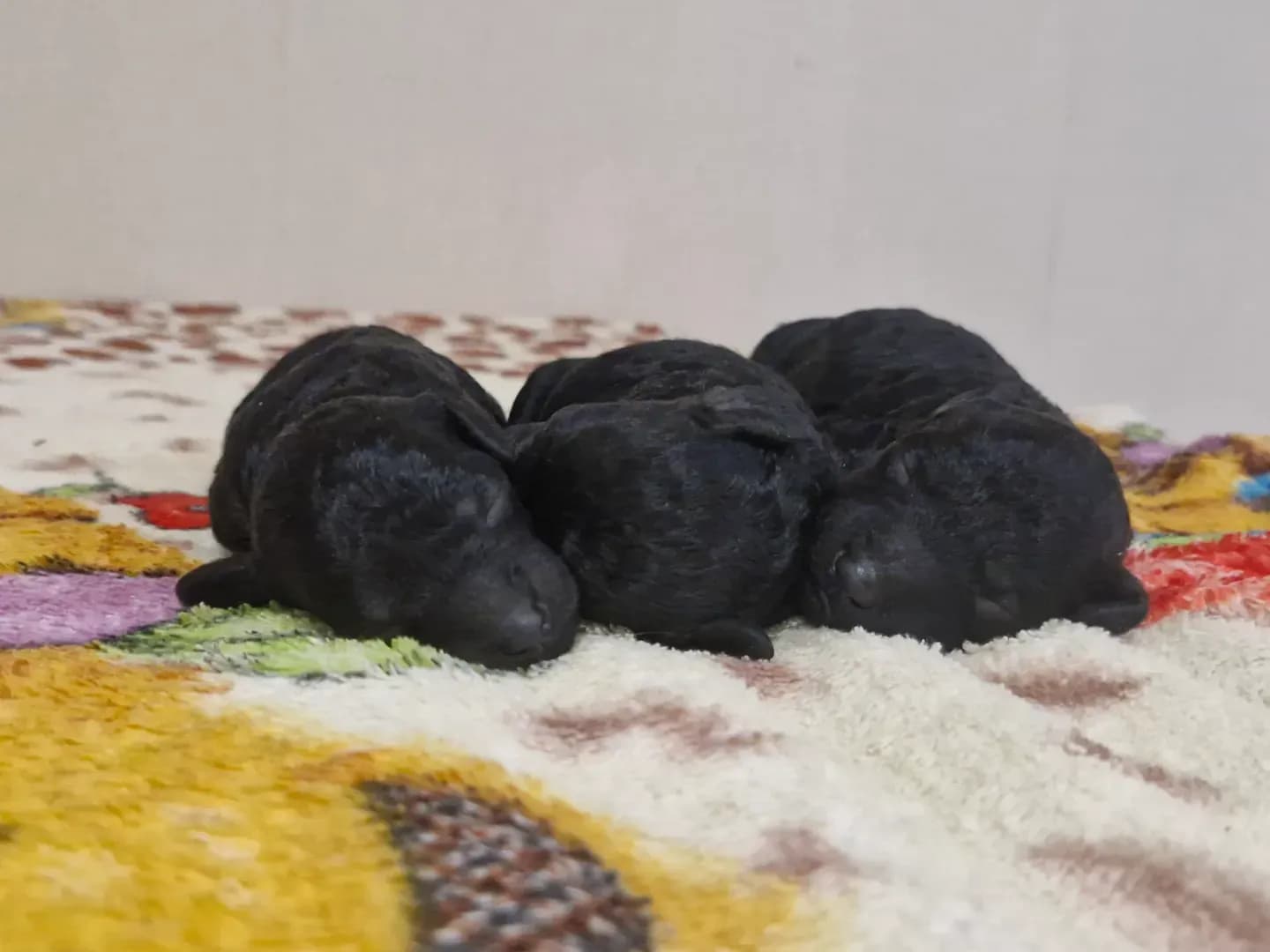 carousel-image-mobile-0